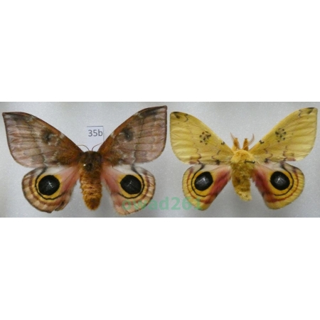 Automeris io (Fabricius, 1775) pair ex. ovo USA35b